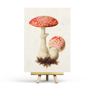 Vintage Amanita - Postcard