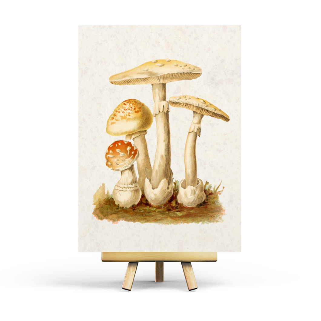 Vintage Mushroom - Postcard